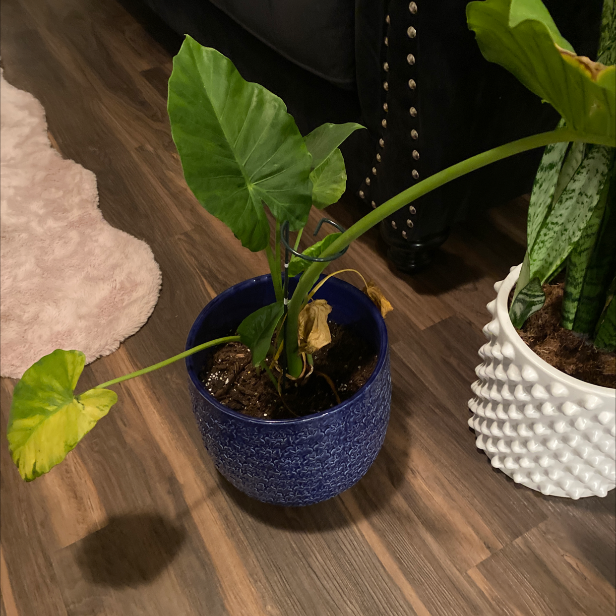 Taro plant in a blue pot with some yellowing and browning leaves, soil visible.