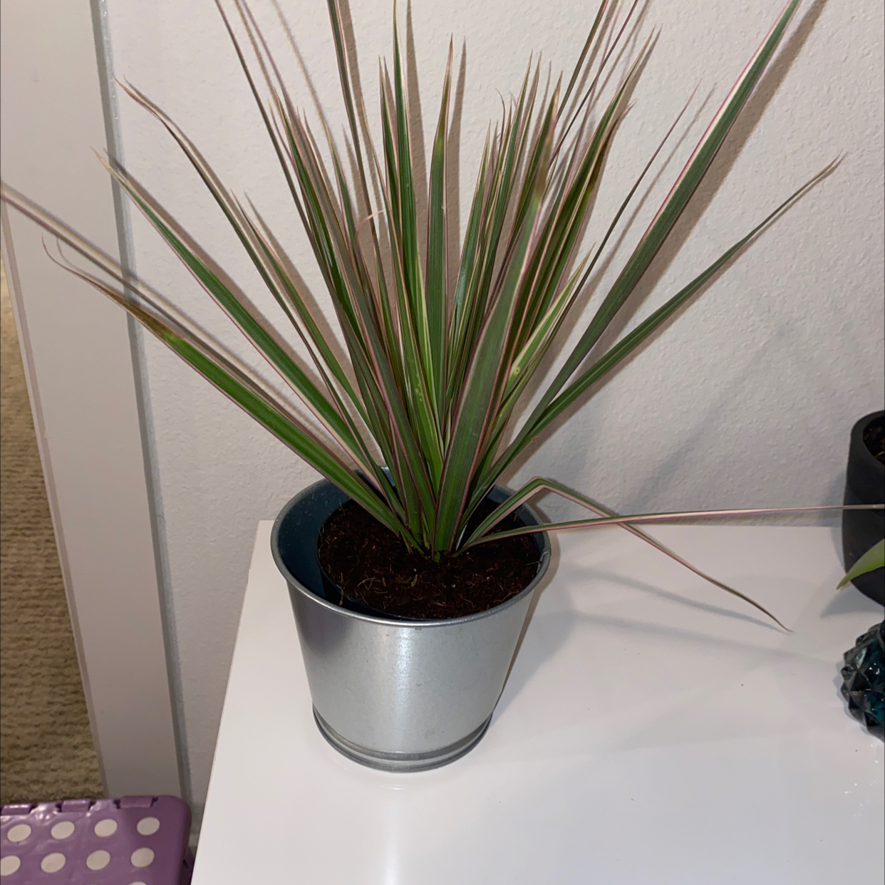 Potted Magenta Dragon Tree with long, narrow leaves in a silver pot on a white surface.
