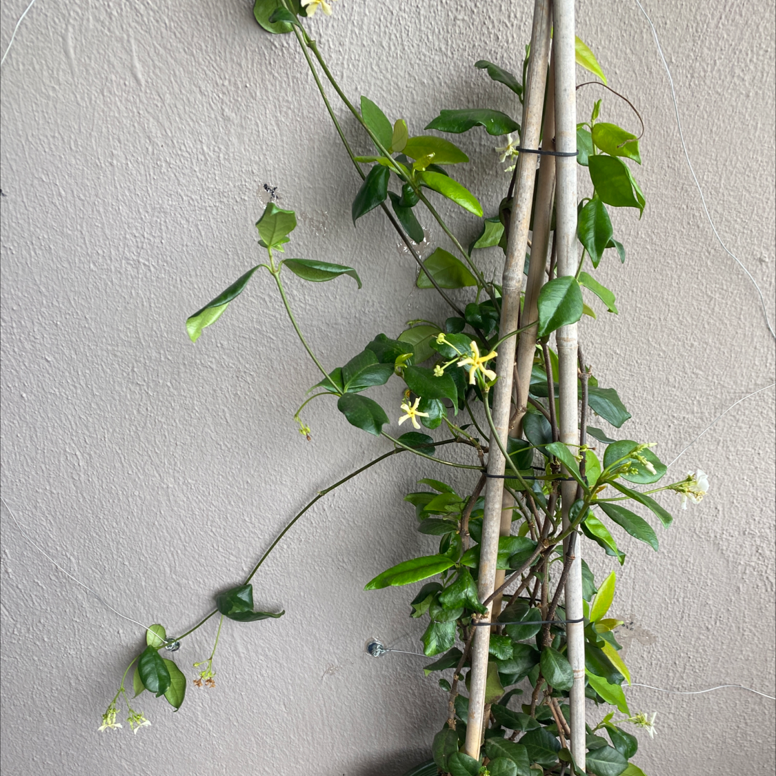 Photo of the plant species Star Jasmine by @ashleydaniele named Your plant on Greg, the plant care app