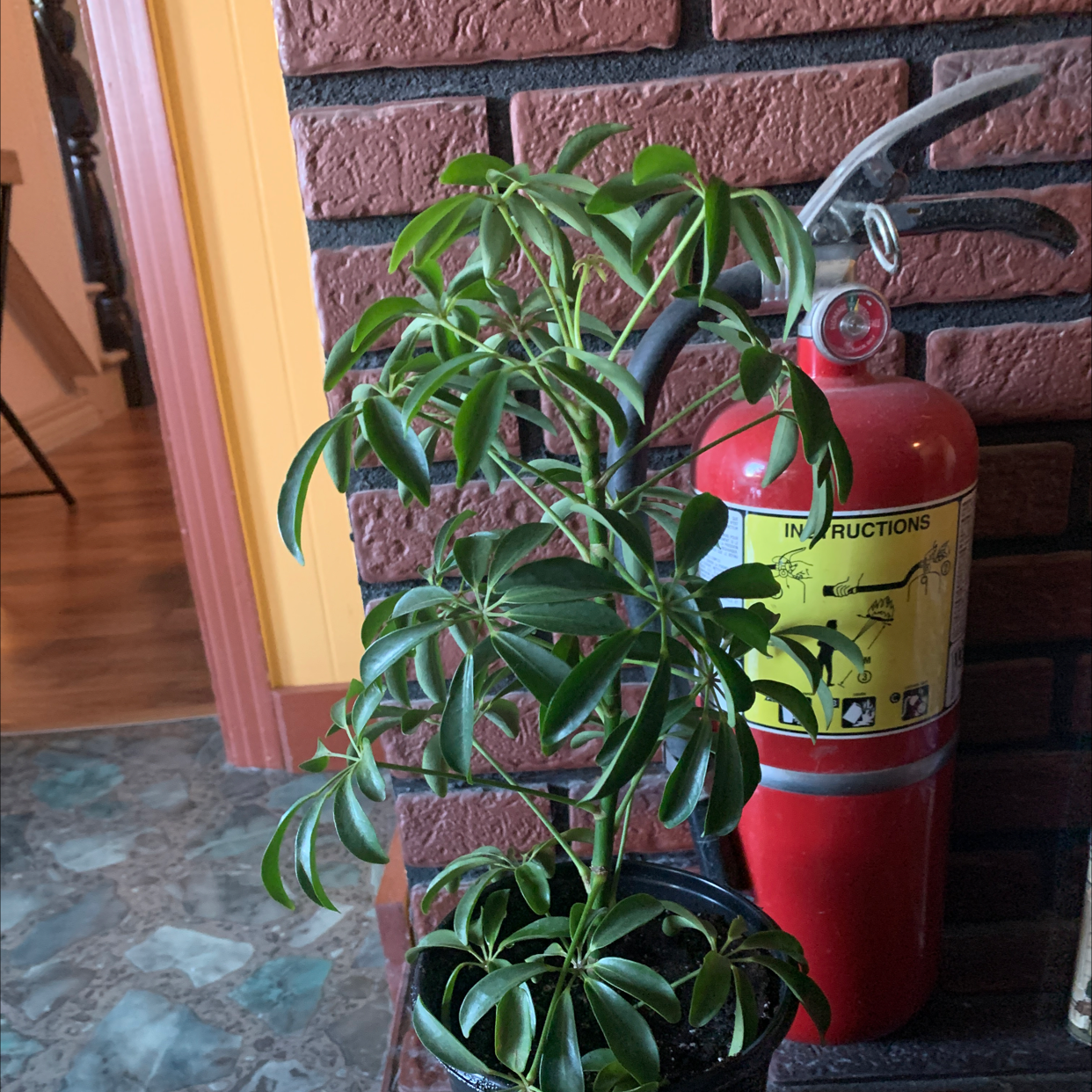 Dwarf Umbrella Tree plant photo by Tara named Your plant on Greg, the plant care app.