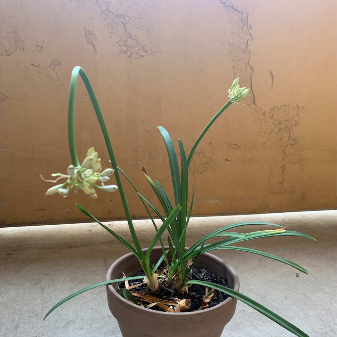Photo of the plant species Midknight Blue Agapanthus by @Chia named Your plant on Greg, the plant care app