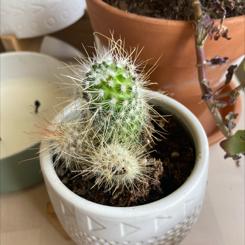 Peruvian Old Man Cactus in a white pot with visible soil and white spines.