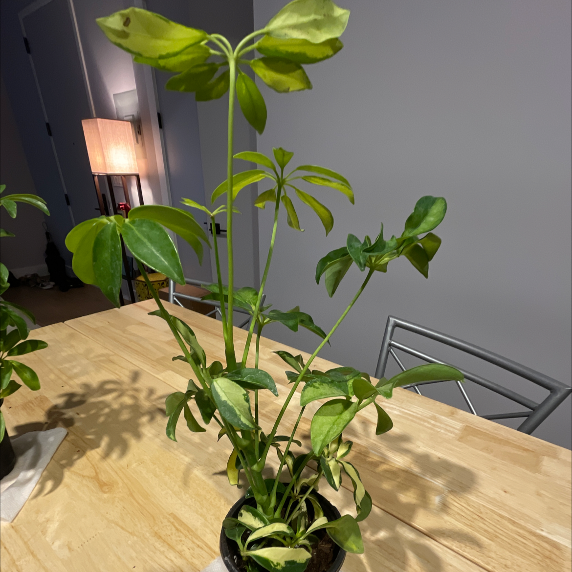 Photo of the plant species Variegated Dwarf Umbrella Tree by @Danamite84 named Baldwin on Greg, the plant care app