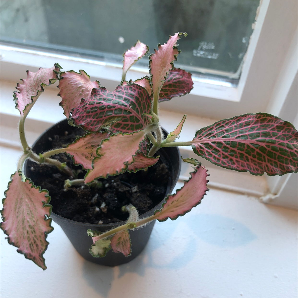 Photo of the plant species Pink Wave Nerve Plant by @Danamite84 named Leonard on Greg, the plant care app
