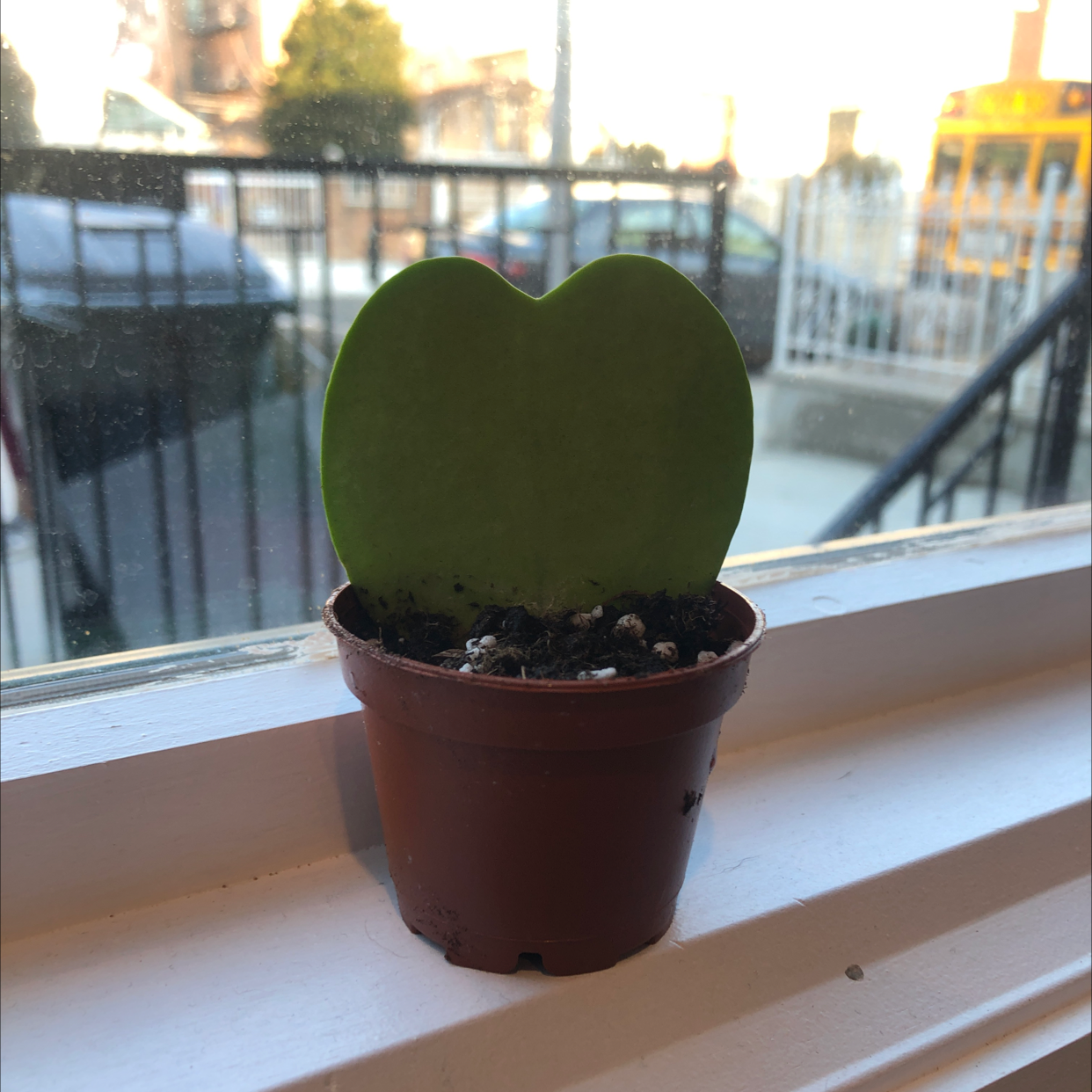 Photo of the plant species Sweetheart Hoya by @Danamite84 named Jerry on Greg, the plant care app