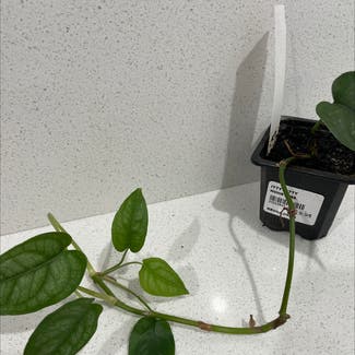 Silver Monstera plant in Bendigo, Victoria