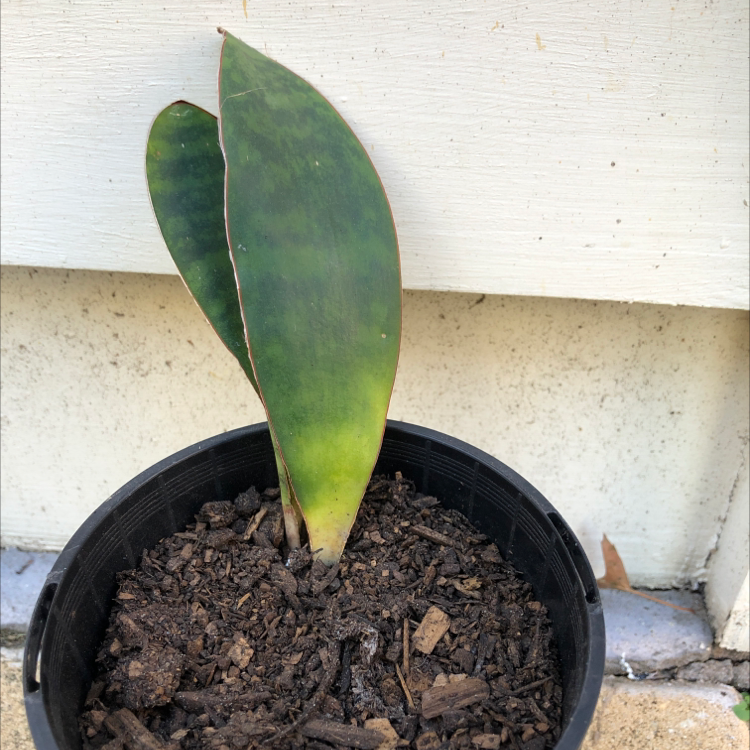 Whale Fin Snake Plant in a black pot with visible soil and some leaf discoloration.