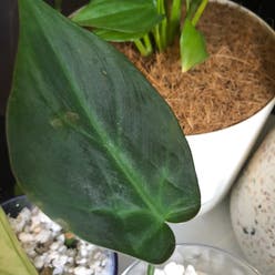 Camposportoanum Velvet Shield plant