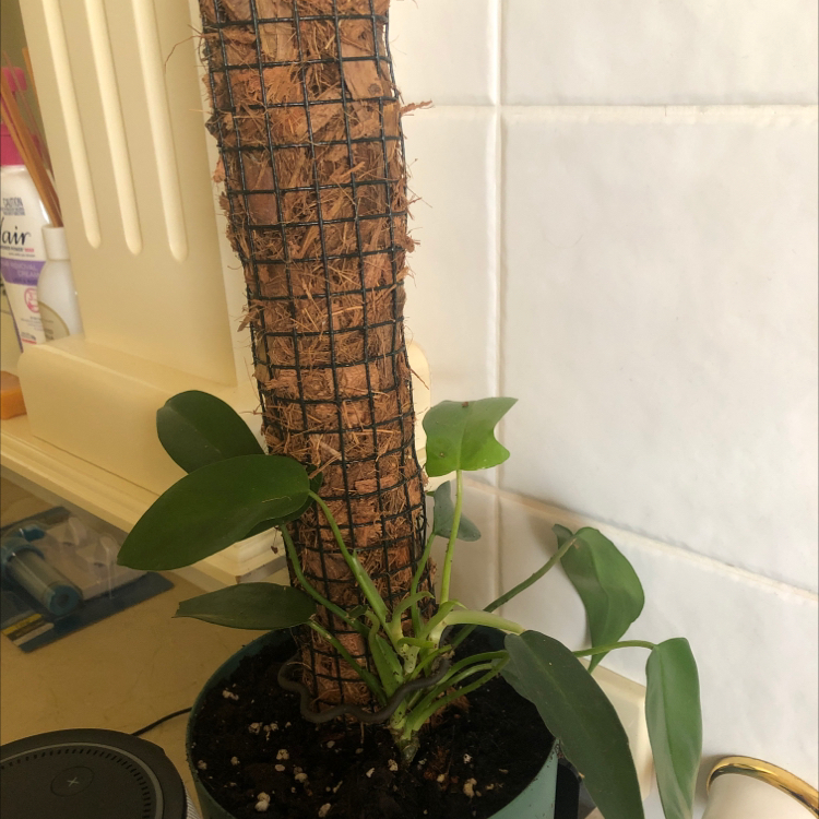 Philodendron Pedatum plant in a pot with a support structure, healthy green leaves.