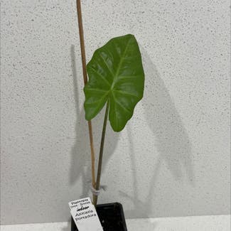 Alocasia 'Portora' plant in Bendigo, Victoria