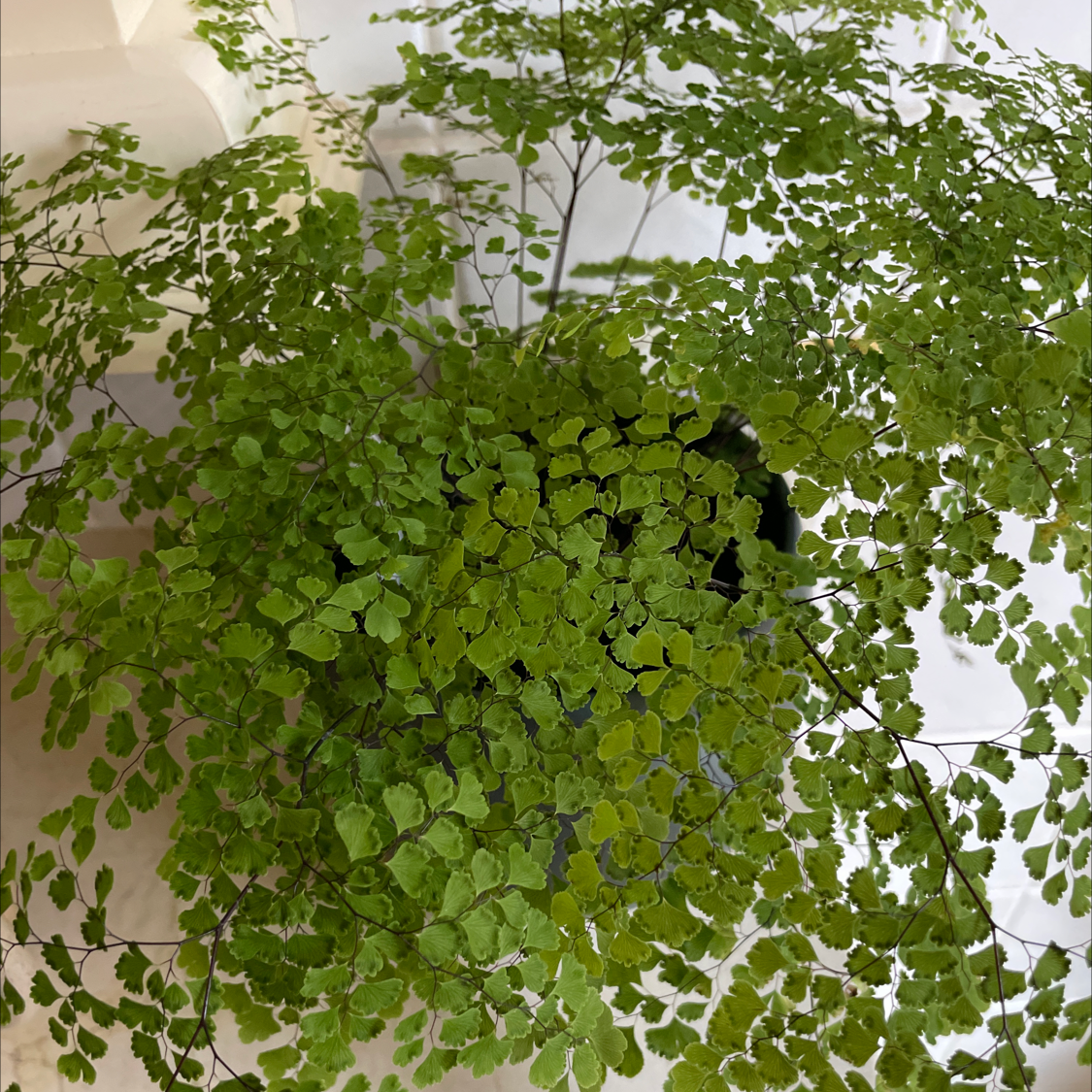 Healthy Pacific Maidenhair Fern with small green leaves, well-framed and in focus.