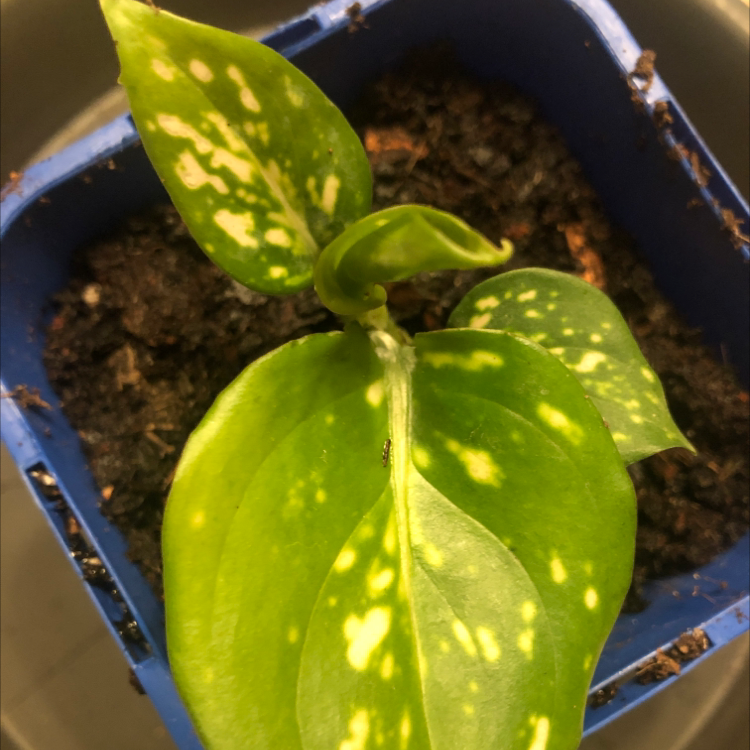 Plant care for Symplocarpus egorovii on Greg, the plant care app