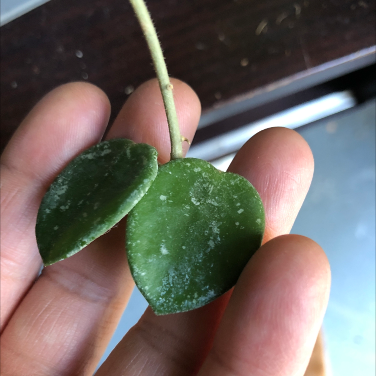 Close-up of Hoya 'Mathilde' leaves with a white powdery substance, held by a hand.