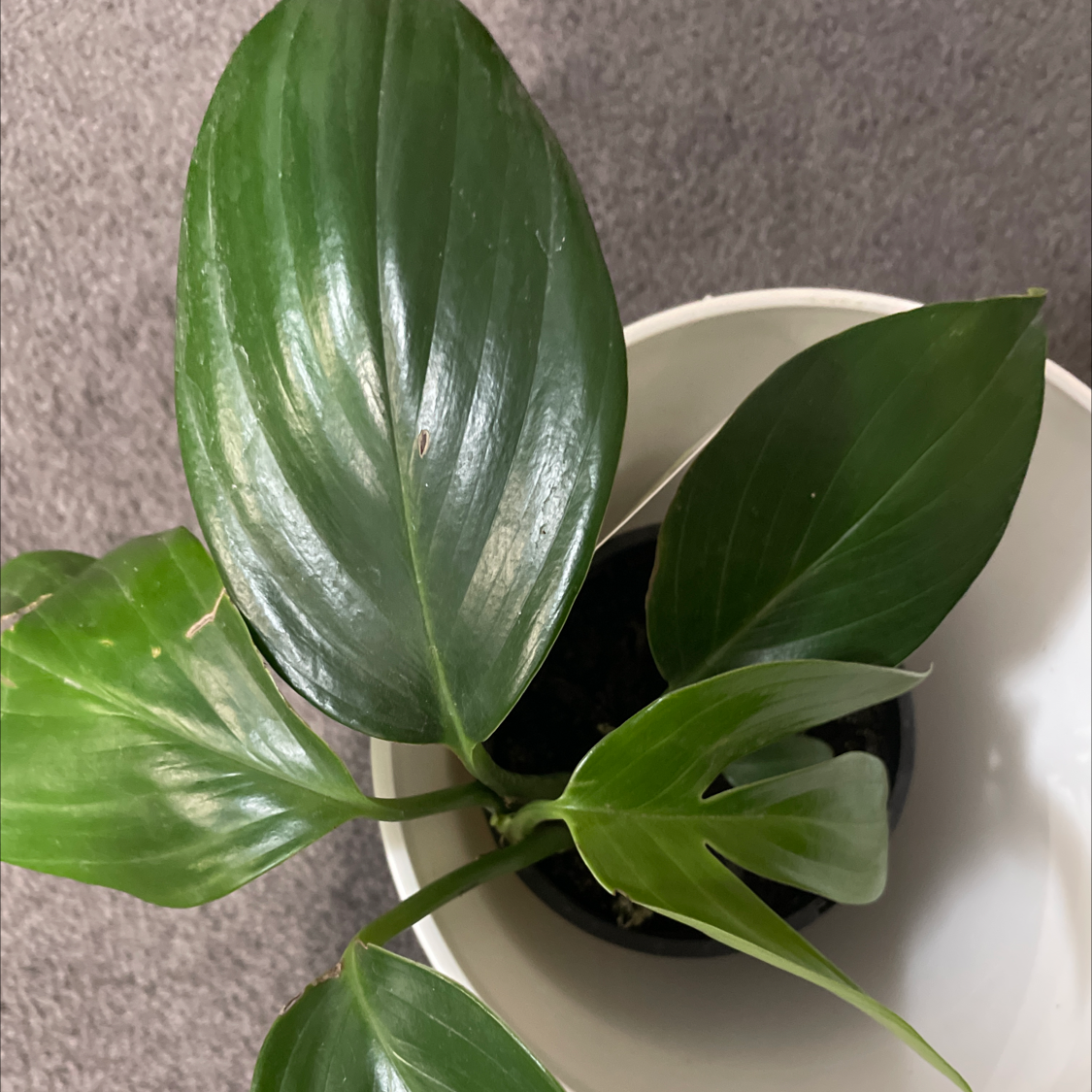 Dragon Tail Plant with healthy green leaves in a small pot.