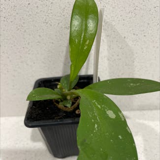 Hoya Pubicalyx plant in Bendigo, Victoria