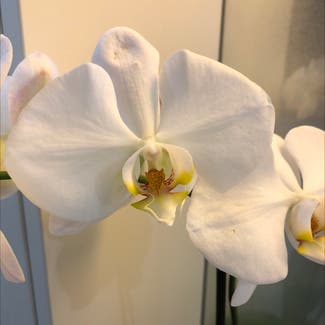 Phalaenopsis Orchid plant in Bendigo, Victoria