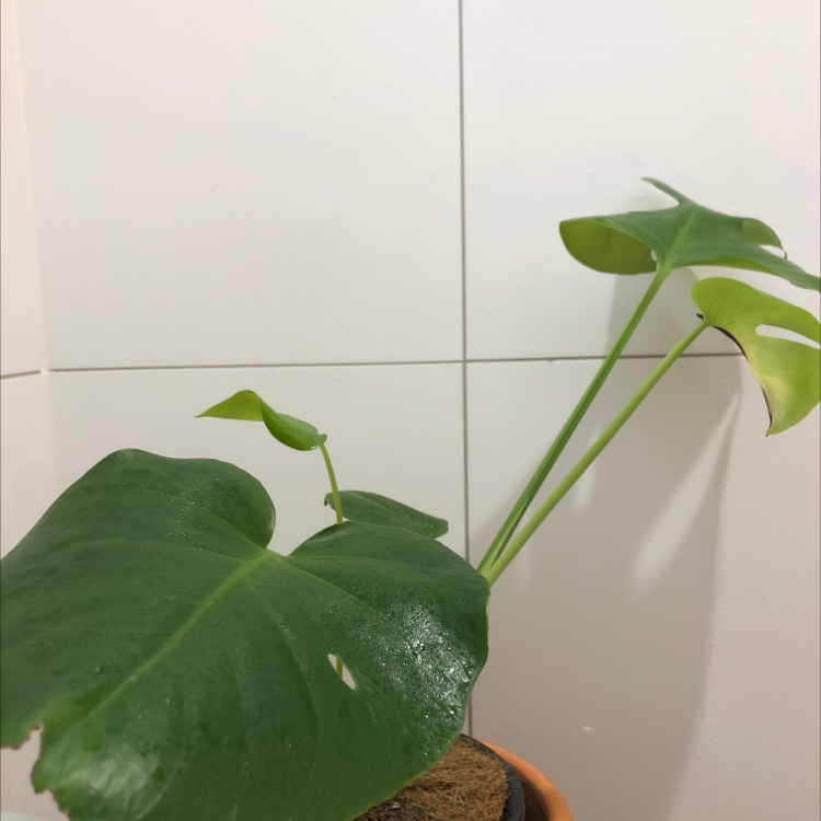 Dwarf Monstera Deliciosa plant in a pot with visible soil, against a tiled wall.