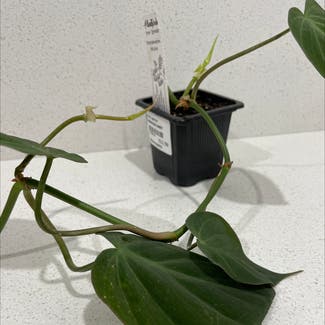 Philodendron Micans plant in Bendigo, Victoria