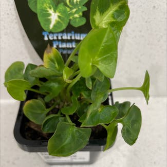 Syngonium Pixie plant in Bendigo, Victoria
