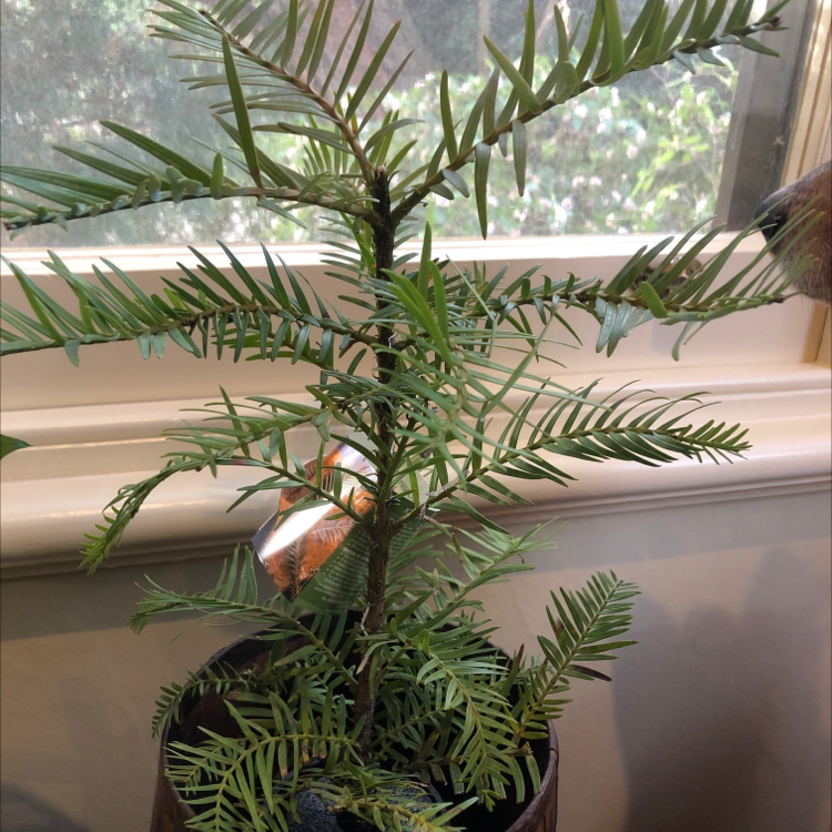 Plant care for Kauri Pine on Greg, the plant care app