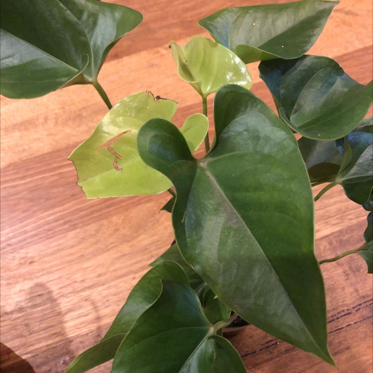 Plant care for Bamboo Orchid on Greg, the plant care app