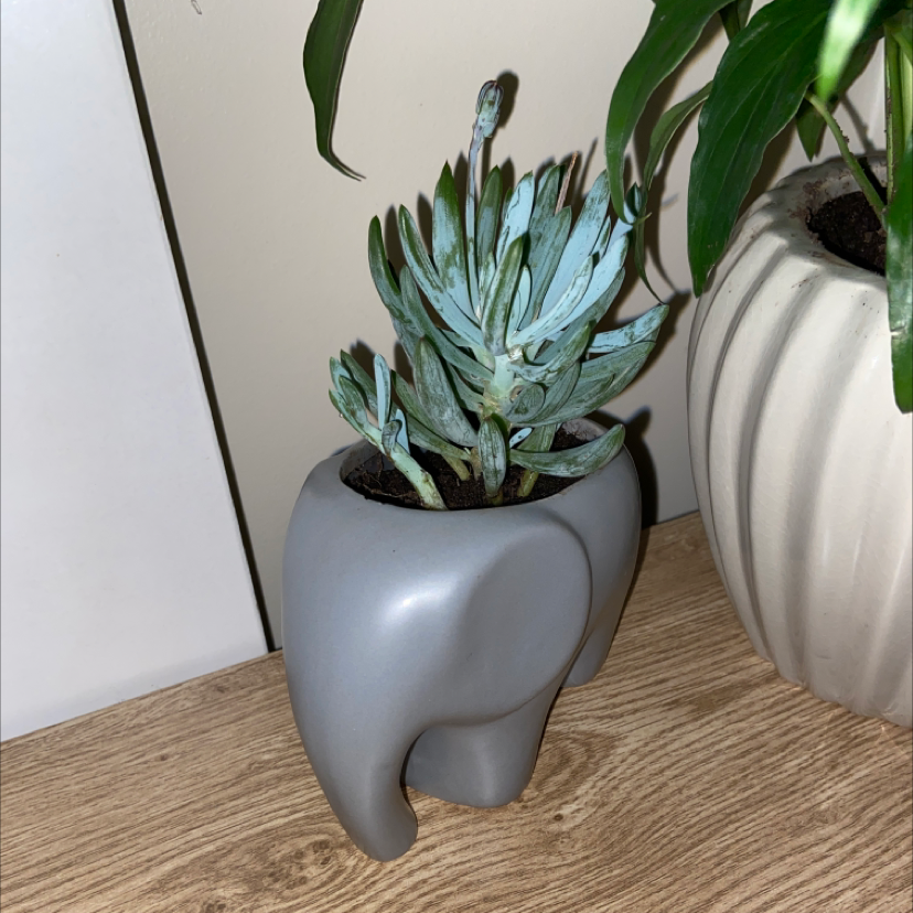 Blue Chalksticks plant in an elephant-shaped pot, healthy appearance.