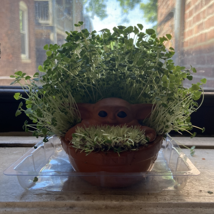Healthy chia plant growing in a decorative pot on a windowsill.