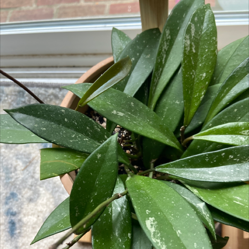 Photo of the plant species Hoya Pubicalyx by @KayElle named Hoyt on Greg, the plant care app