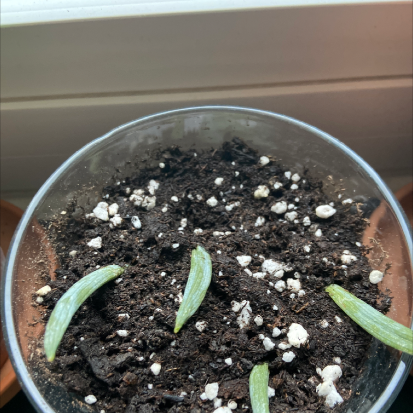 Narrow-Leaf Chalksticks plant in a pot with visible soil, healthy elongated leaves.