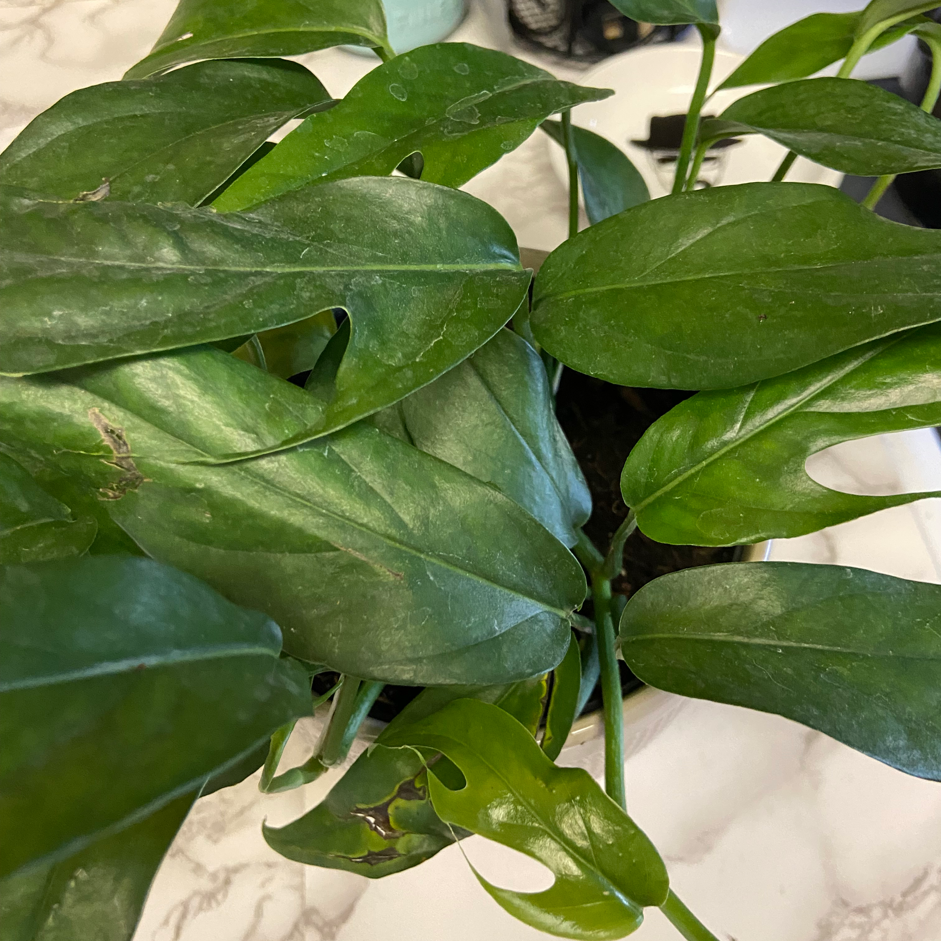 Baltic Blue Pothos plant with healthy green leaves and minor browning.