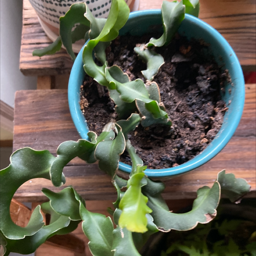 Curly Locks Orchid Cactus in a blue pot with visible soil, healthy green leaves.