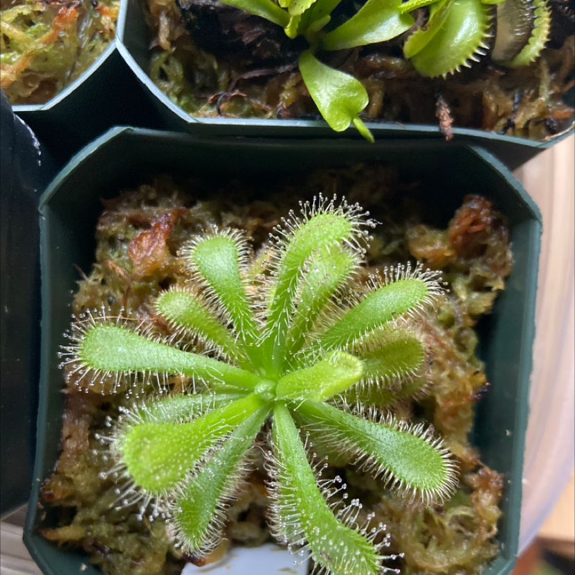 Healthy Australian Sundew plant with visible dew drops on its leaves.