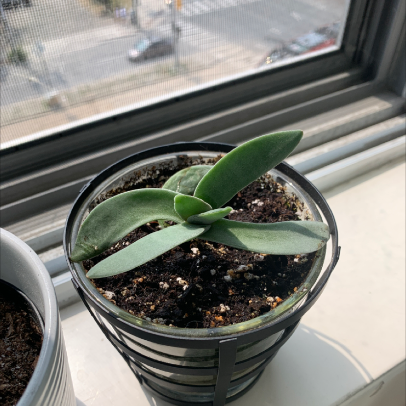 A small potted succulent plant with thick green leaves on a windowsill.