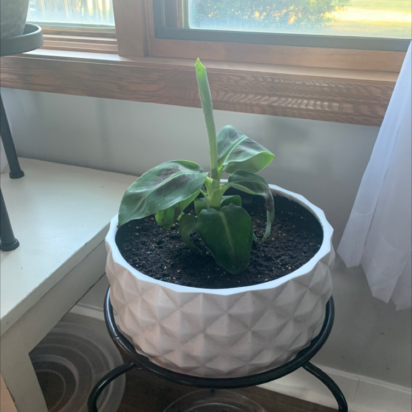 Potted Dwarf Banana plant indoors near a window, in a white pot.