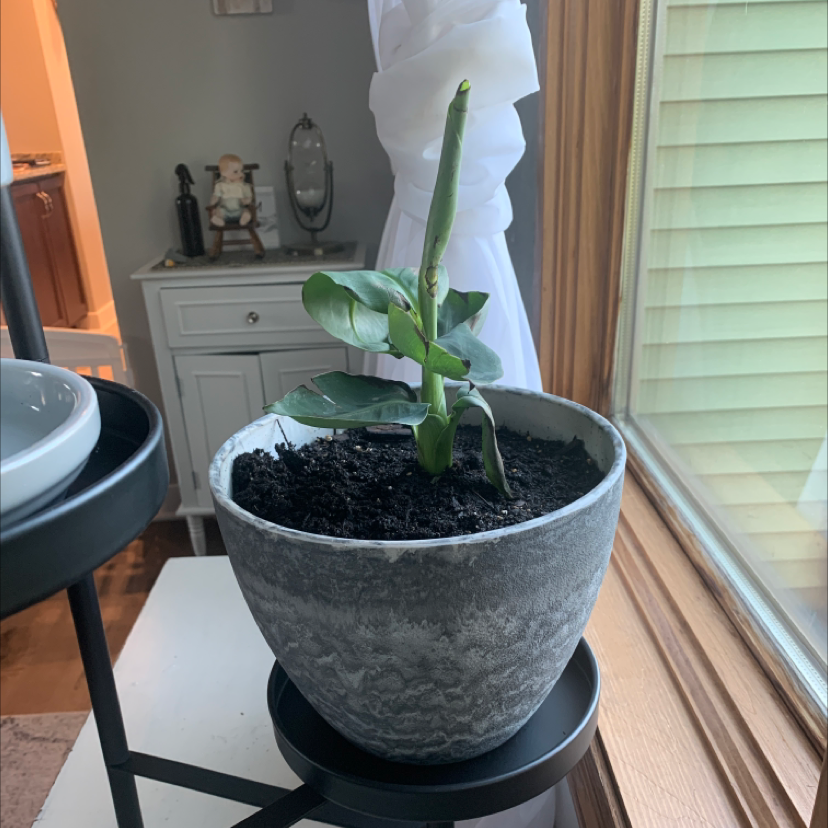Potted Dwarf Banana plant near a window with healthy green leaves.