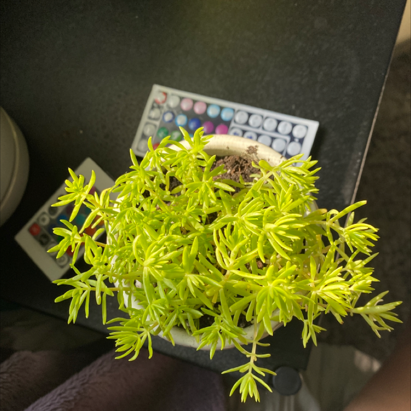 Stringy Stonecrop plant in a small pot with vibrant green leaves.