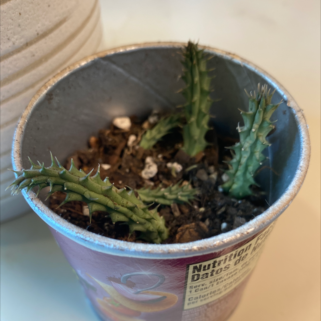 Photo of the plant species Lifesaver Cactus by Marieeeeee named Harry on Greg, the plant care app