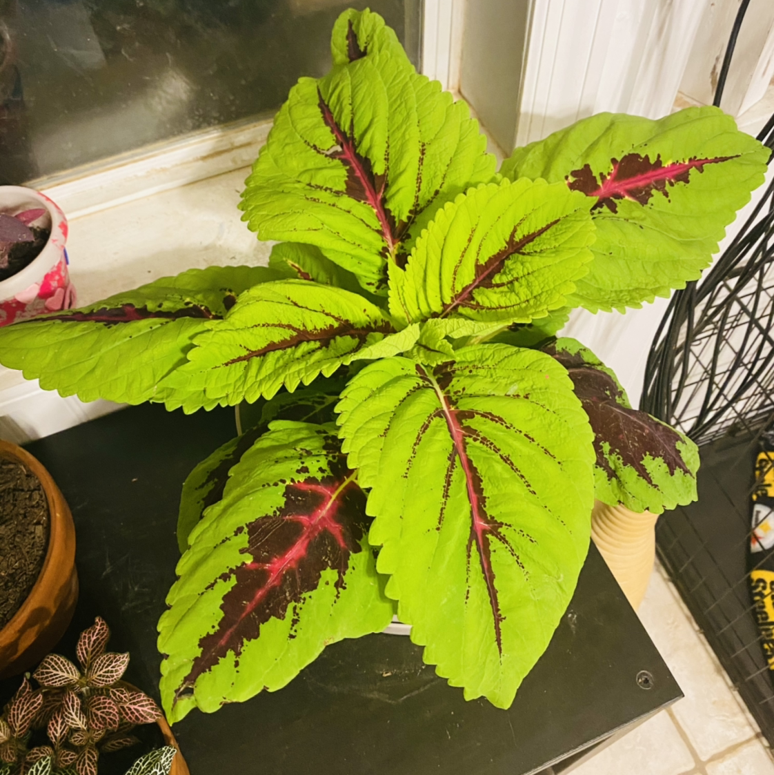 Photo of the plant species Coleus by Marieeeeee named Dinosaur on Greg, the plant care app
