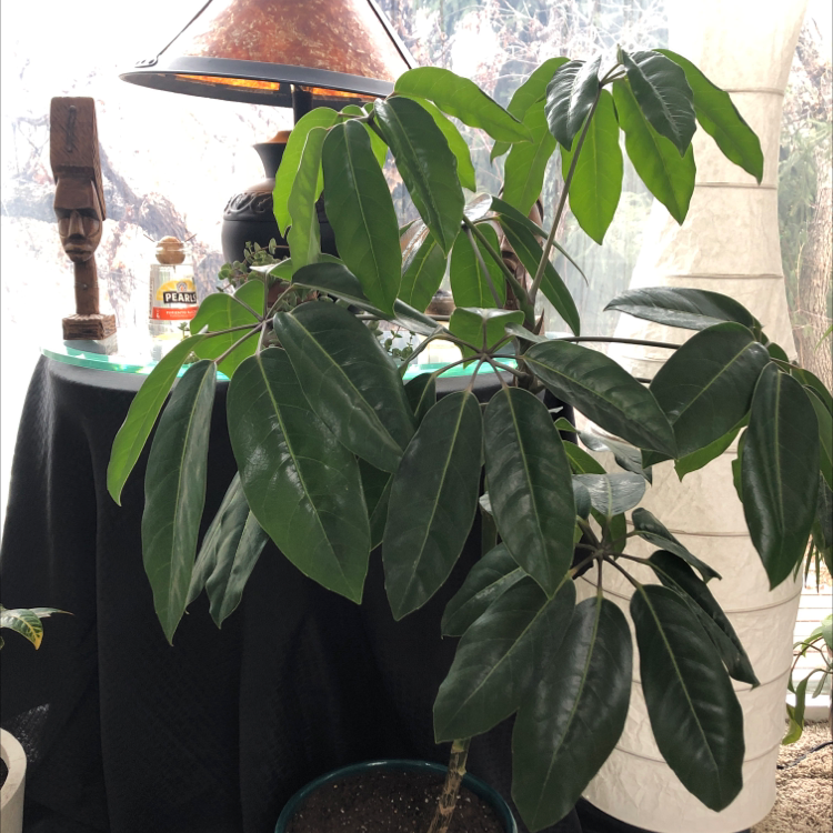 Healthy, thriving Umbrella Tree plant with lush, dark green leaves in a black pot, positioned in bright, indirect light.