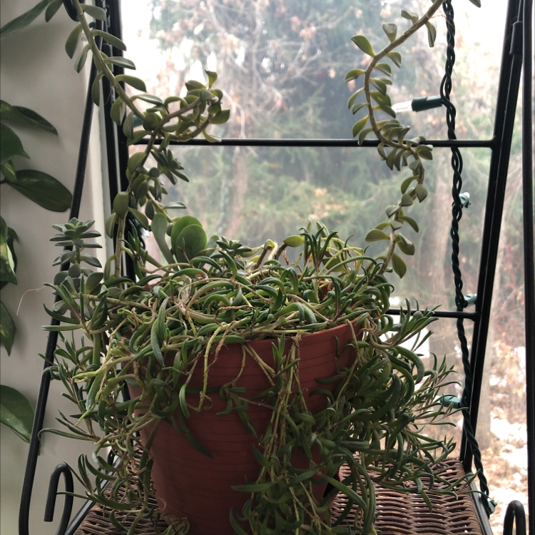 Healthy potted String of Bananas plant with curved leaves cascading down, positioned in bright indirect light by a window.