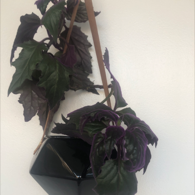 Purple Velvet Plant in a hanging pot with dark green and purple leaves.