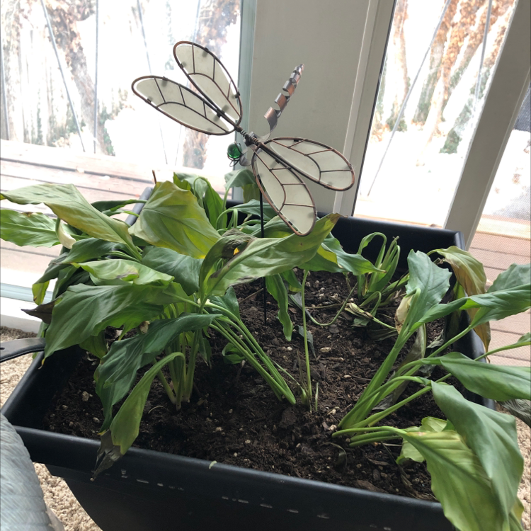 Healthy calla lily plant in black plastic pot with dragonfly garden ornament, placed on a window sill with natural light coming in.