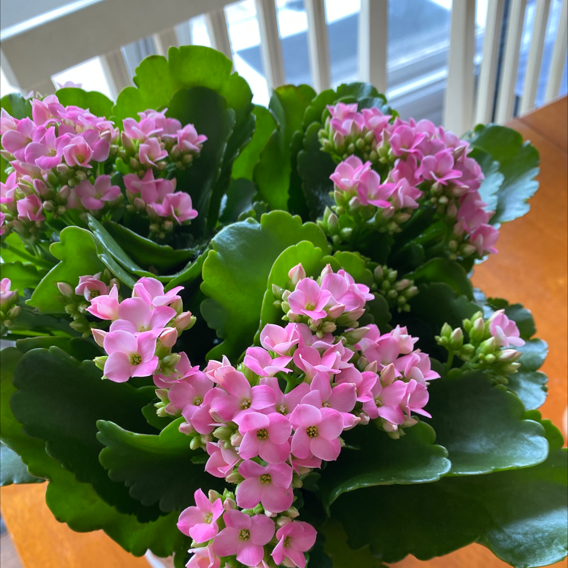 Photo of the plant species Florist Kalanchoe by Courtnie named Norby on Greg, the plant care app