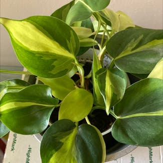 Philodendron Brasil plant in Houston, Texas