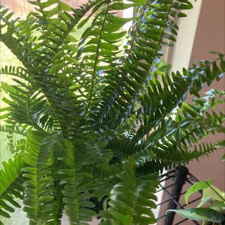 Kimberly Queen Fern plant in Houston, Texas