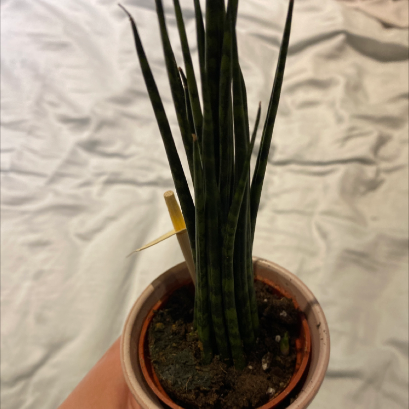 Snake Plant plant photo by Chloe named Baby on Greg, the plant care app.