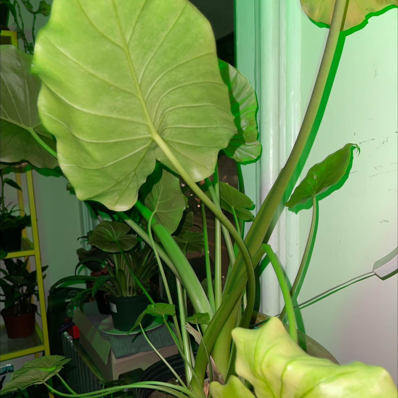 Jewel Alocasia plant with large green leaves indoors, other plants in background.
