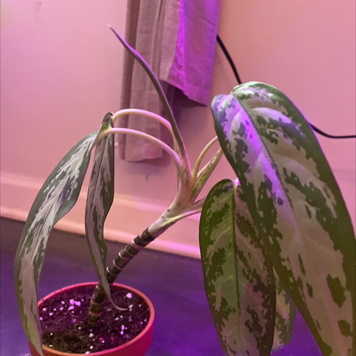 Chinese Evergreen plant photo by @jillianbjork named ryan on Greg, the plant care app.
