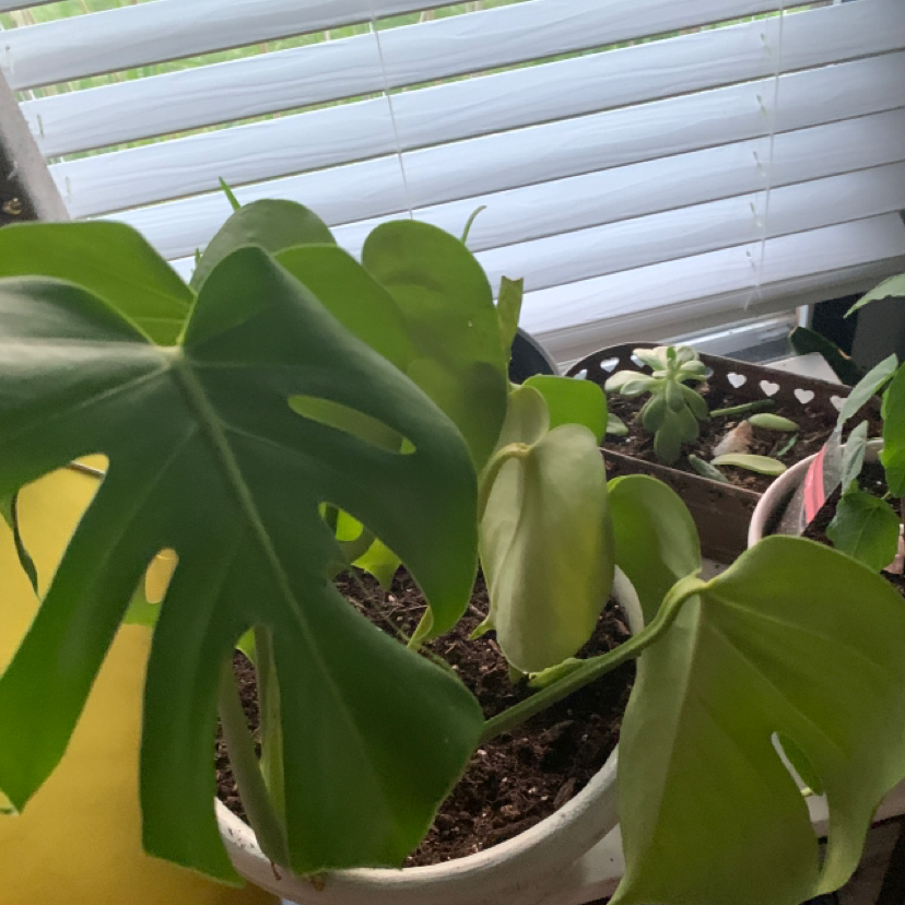 Monstera plant photo by @Coochiekillaz named Harmony on Greg, the plant care app.