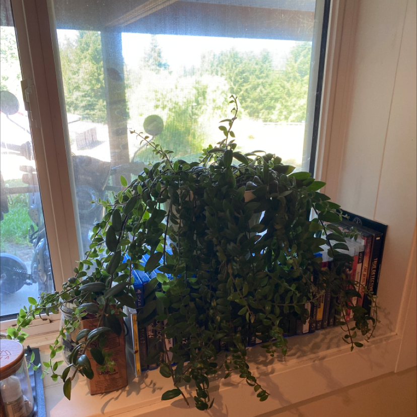 Photo of the plant species Lipstick Vine by @AimieMac named Hemingway on Greg, the plant care app